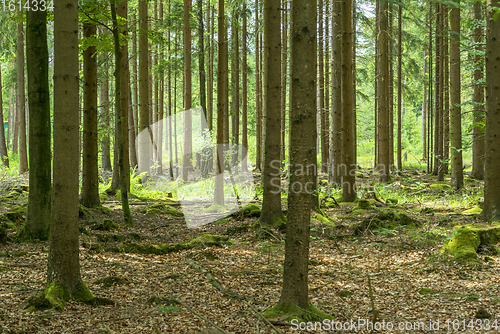 Image of idyllic forest scenery