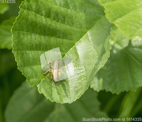 Image of grasshopper on green leaf