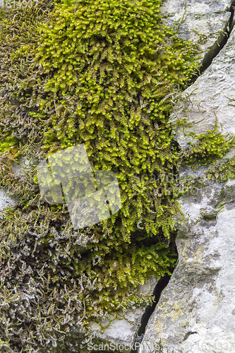 Image of green moss detail