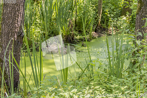 Image of sunny wetland scenery