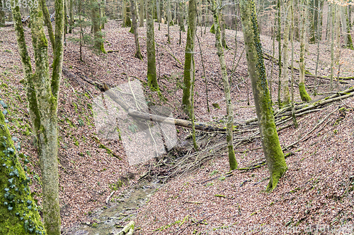 Image of forest scenery with mossy trees