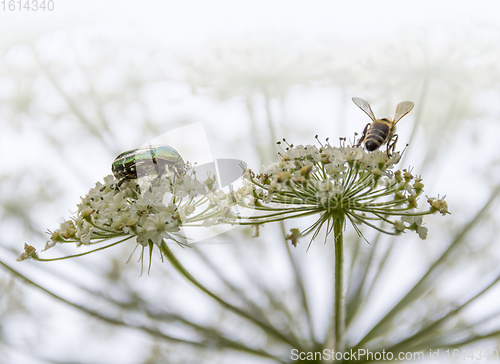 Image of bug and bee