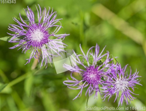 Image of pink flowers in natural ambiance