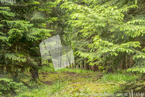 Image of idyllic forest scenery