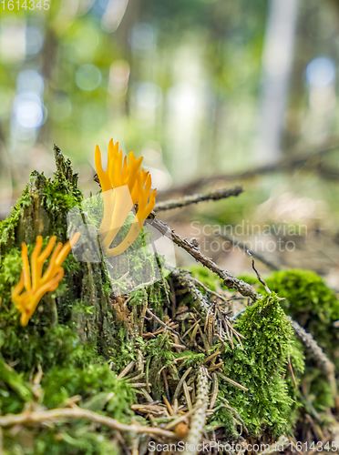 Image of orange coral fungi