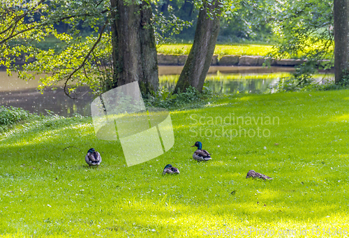 Image of Wild ducks in idyllic park scenery