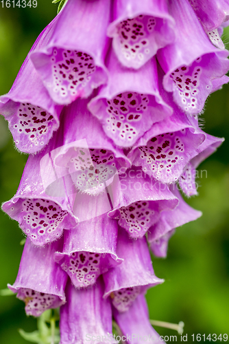 Image of common foxglove flowers