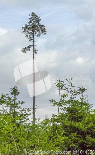 Image of lonely high tree