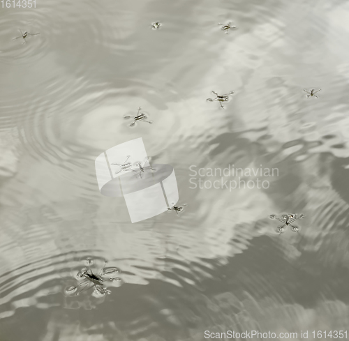 Image of water surface with water skippers