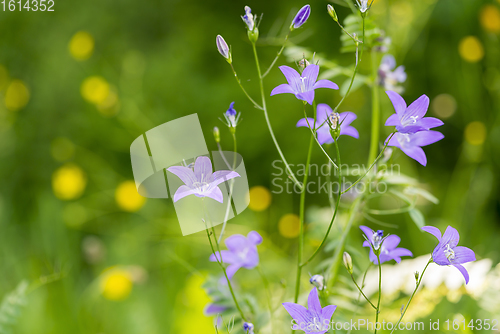 Image of wildflowers at spring time