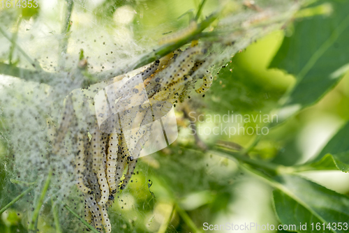 Image of ermine moth caterpillars and web