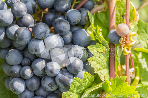 Image of blue grapes closeup