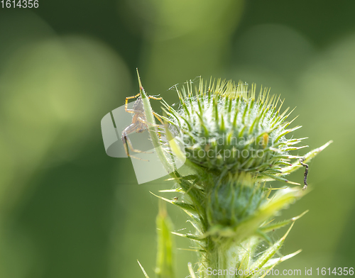Image of spider on thistle
