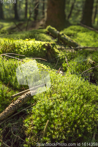 Image of sunny forest scenery