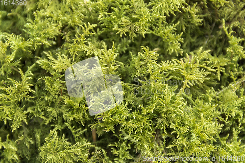 Image of green moss detail