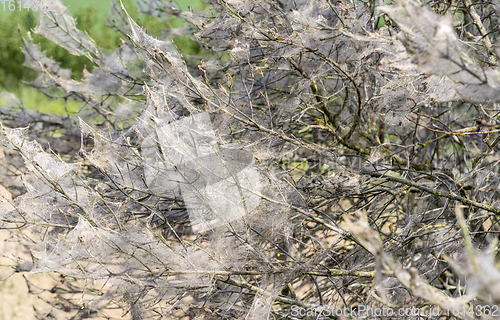 Image of ermine moth web