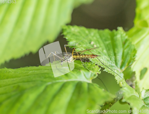 Image of Crane fly on green leaf