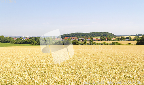 Image of sunny agricultural scenery