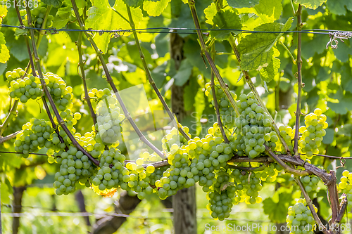 Image of white grapes closeup