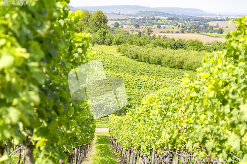 Image of winegrowing scenery in Hohenlohe