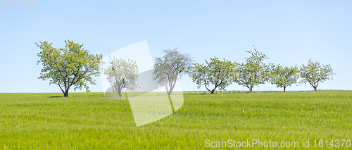 Image of fruit trees in a row