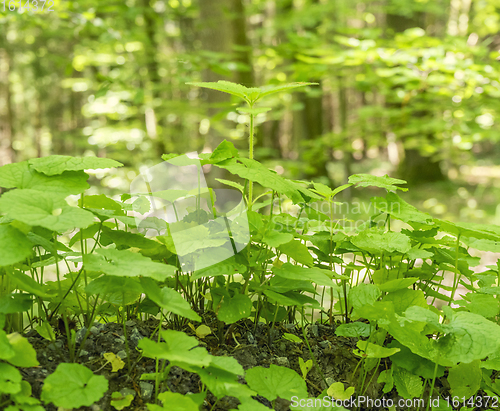 Image of ground cover vegetation