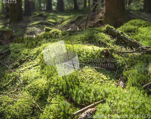 Image of sunny forest scenery