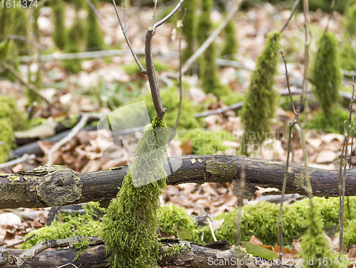 Image of forest ground with mossy stipes