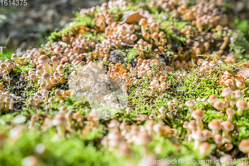 Image of lots of mushrooms