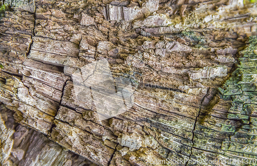 Image of rotting wood detail