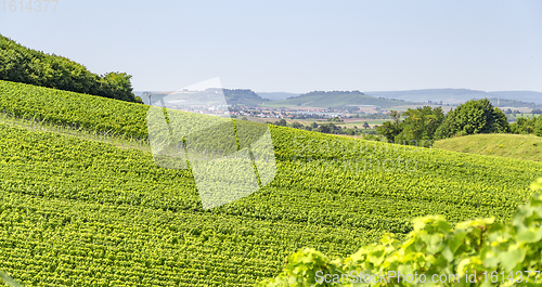 Image of winegrowing scenery in Hohenlohe