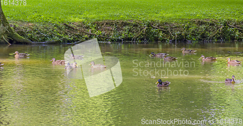 Image of Wild ducks swimming in a pond