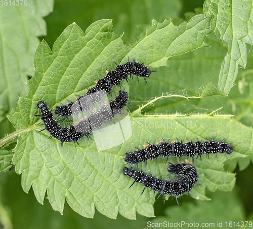 Image of european peacock caterpillars