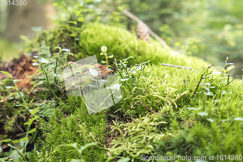 Image of ground cover vegetation