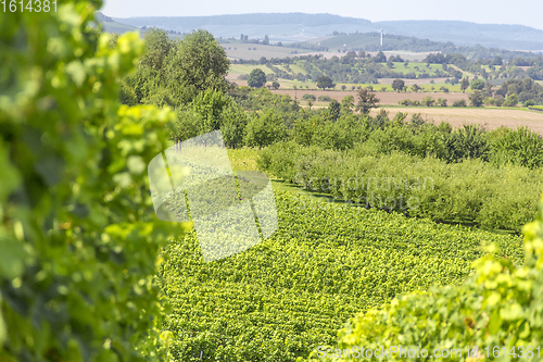 Image of winegrowing scenery in Hohenlohe
