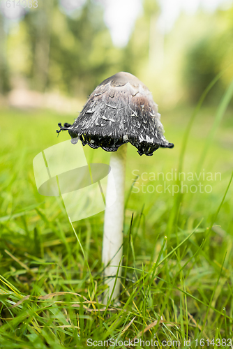 Image of shaggy ink cap mushroom