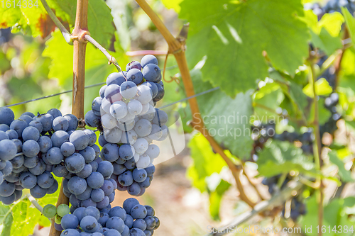 Image of blue grapes closeup