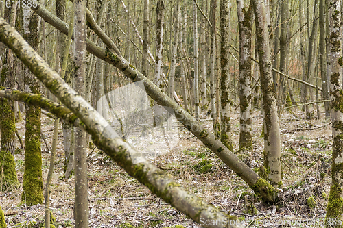 Image of forest scenery with trees