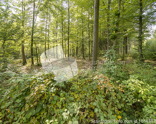 Image of idyllic forest scenery