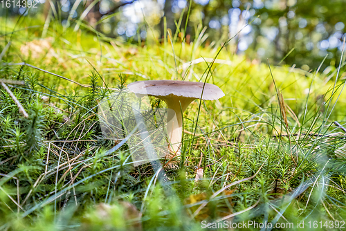 Image of low angle mushroom