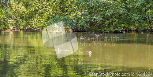 Image of Wild ducks swimming in a pond