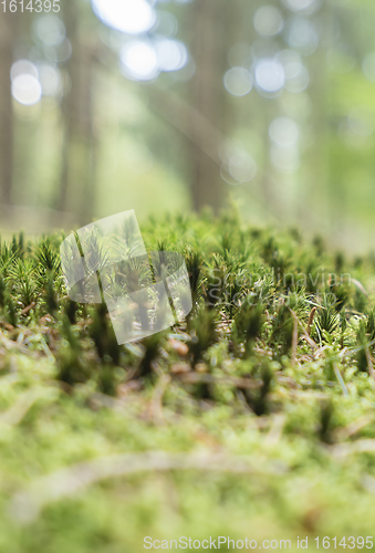 Image of sunny forest scenery