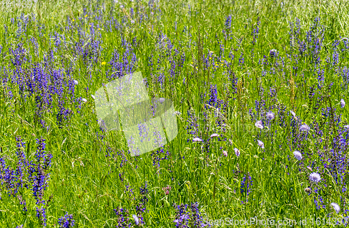 Image of wildflower meadow closeup