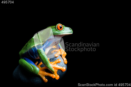 Image of frog on a rock isolated on black