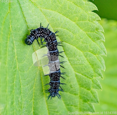 Image of european peacock caterpillar