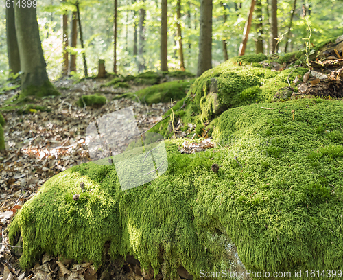 Image of sunny forest scenery