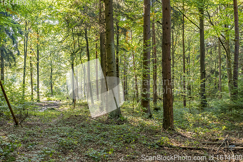 Image of idyllic forest scenery