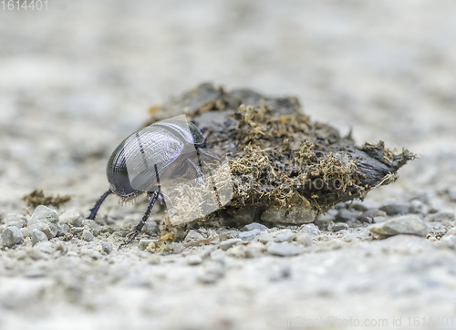 Image of dung beetle closeup