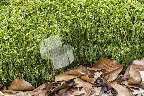 Image of green moss and autumn foliage