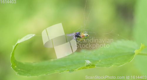 Image of spider with prey